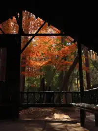 12.6共青森林公園橙黃橘綠時(附路線)