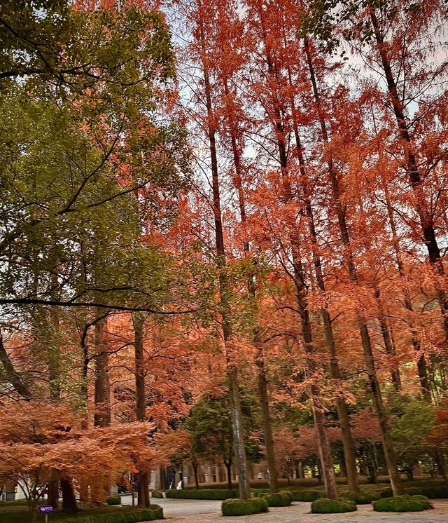 秋冬五瀉絕了！瀑布禪寺與黃金大道