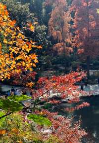 魔都小眾治癒地輔德里公園|市中心藏的森林綠洲