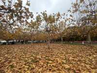 藏在上海的仙蹤之境!海灣國家森林公園美成童話世界