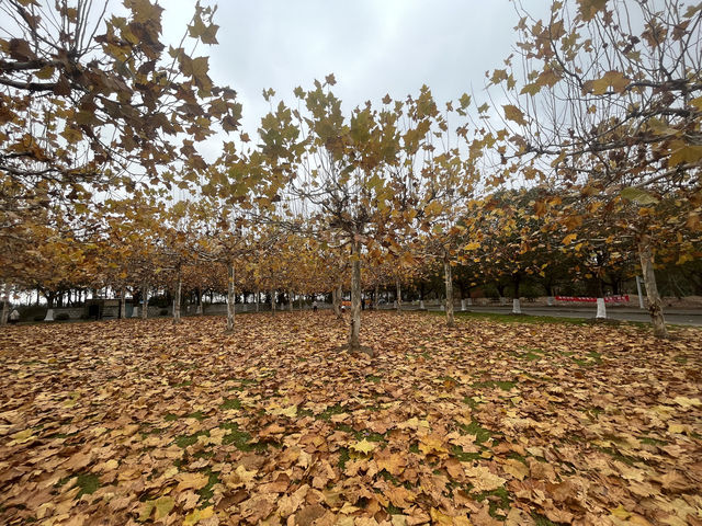 藏在上海的仙蹤之境!海灣國家森林公園美成童話世界 藏在上海的仙蹤之境!海灣國家森林公園美成童話世界