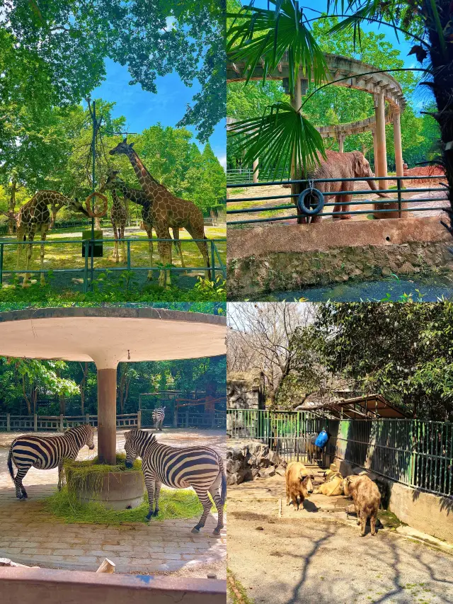 How fun is Shanghai Zoo? You'll understand after reading this!