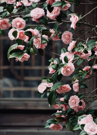 Bishan Yinshe Camellia Waterfall