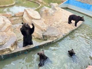 九頂山の「幼稚園」が開園、幼獣たちの楽しい「脱走」