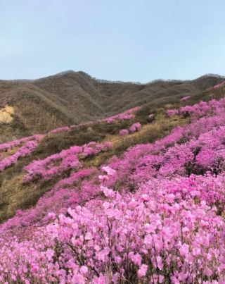 岫岩の千畝にわたる映山紅が満開