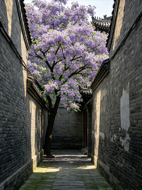 西安南マ道巷の苦楝花｜無駄足禁止！完全実用の花見攻略 | Trip.com 西安
