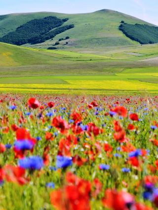 Norcia Flower Sea in Full Bloom! The Annual Romance is Unfolding