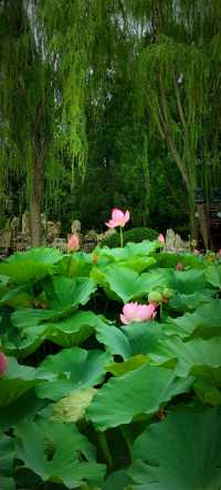 北京盛夏的粉色秘境蓮花池公園太仙了!