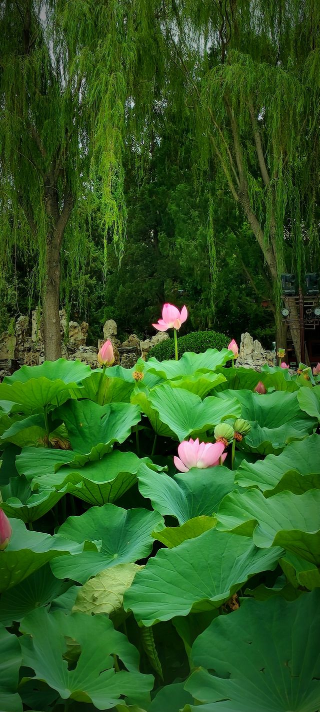 北京盛夏的粉色秘境蓮花池公園太仙了!