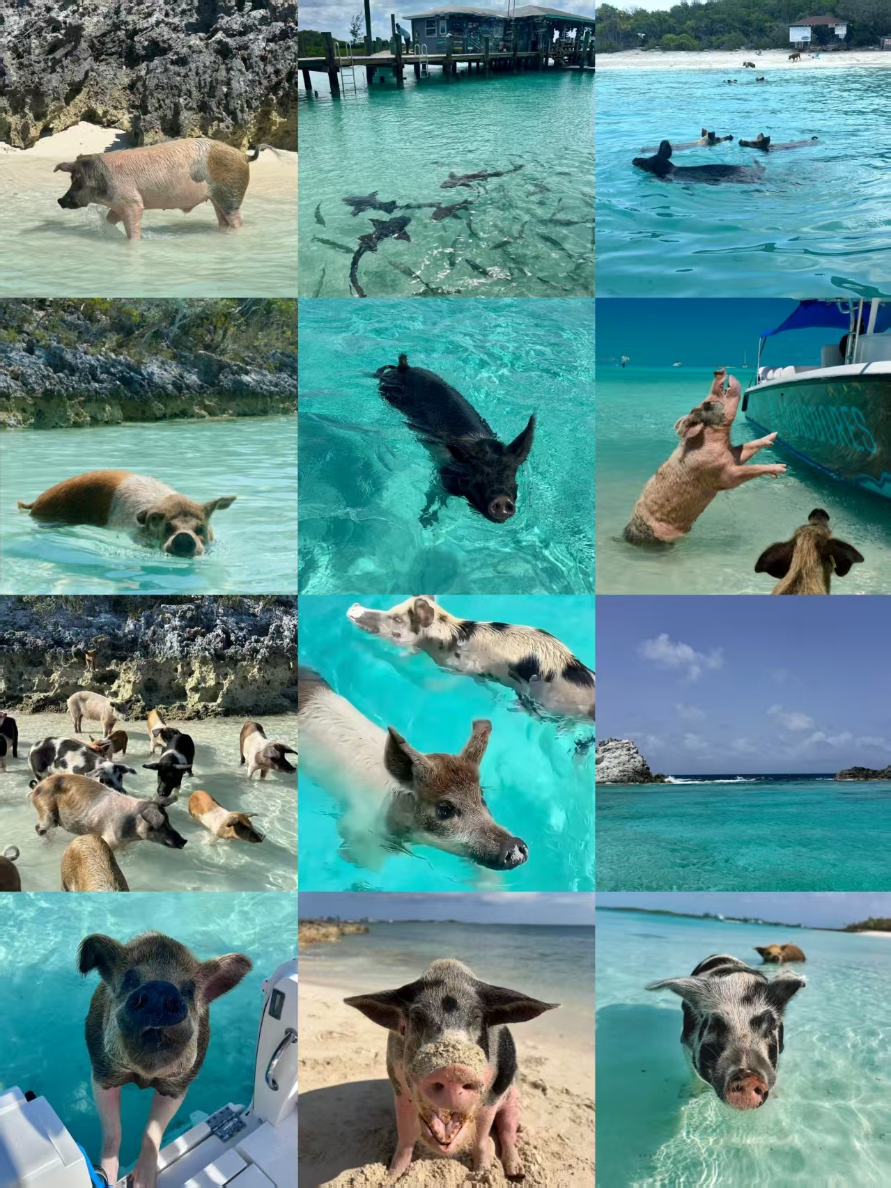 Lợn có thể bơi và thậm chí đuổi theo thuyền ư? Đảo Lợn ở Bahamas thật là thú vị!