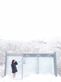 제주 눈꽃 가득한 곳 1100고지
