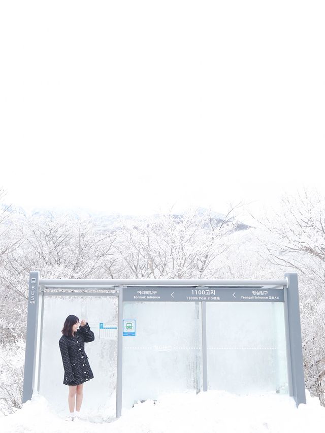 제주 눈꽃 가득한 곳 1100고지