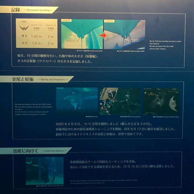 イトマキエイの観察ができるのは世界中探しても海遊館のみ！