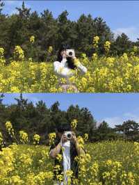 유채꽃이 만개한 수성당에서 힐링 가득 하루 보내기🌼