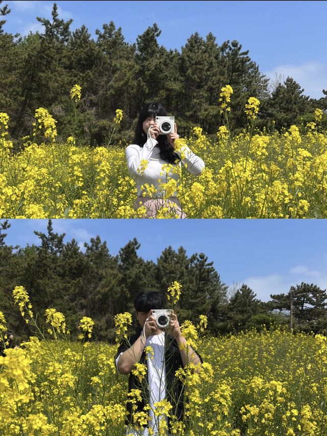 유채꽃이 만개한 수성당에서 힐링 가득 하루 보내기🌼