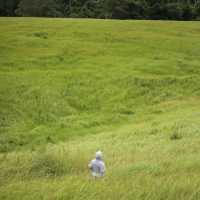 อุทยานแห่งชาติเขาใหญ่ น้ำผุดธรรมชาติ ปากช่องในฤดูฝน