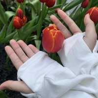 Miracle of natural 