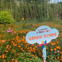 古鎮夜遊後來個花谷晨運🏃‍♀️🌻🏃‍♀️