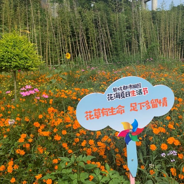 古鎮夜遊後來個花谷晨運🏃‍♀️🌻🏃‍♀️