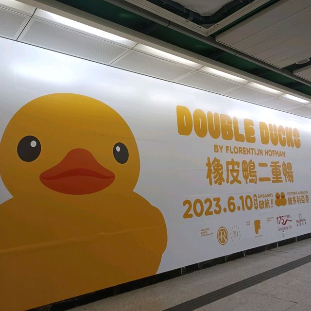 必睇必影 黃色鴨