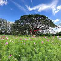 จิม ทอมป์สัน ฟาร์ม - Jim Thompson Farm