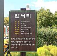 동글동글 귀여운 댑싸리를 서울근교 안산에서 볼 수 있어요!