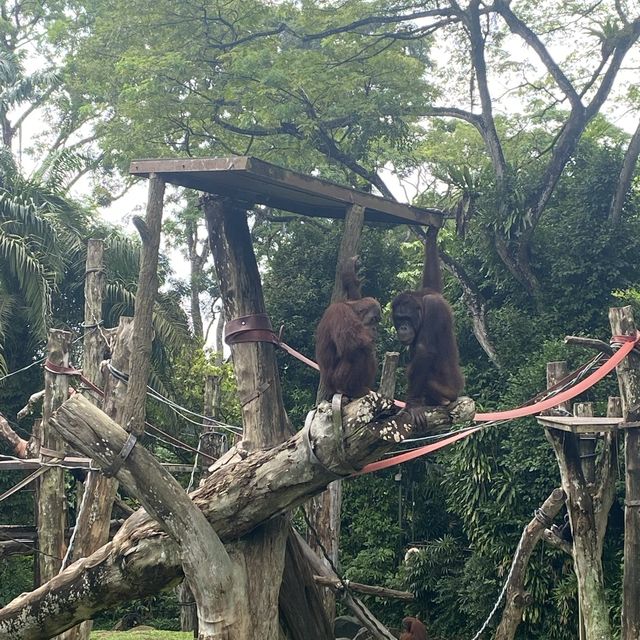 Singapore zoo