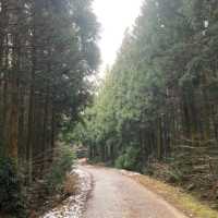 제주 산책은 사려니 숲길에서🌲