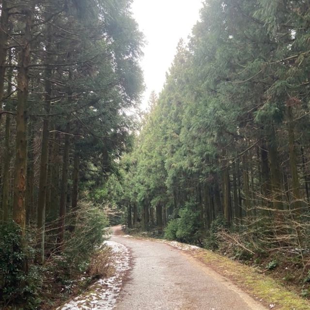 제주 산책은 사려니 숲길에서🌲
