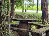 Ryokan Cafe คาเฟ่ที่มีน้องโตโตโร่ จ.เชียงราย