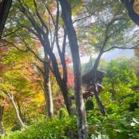 【長野県/美しい紅葉🍁と庭園を縁側から眺められるお寺】