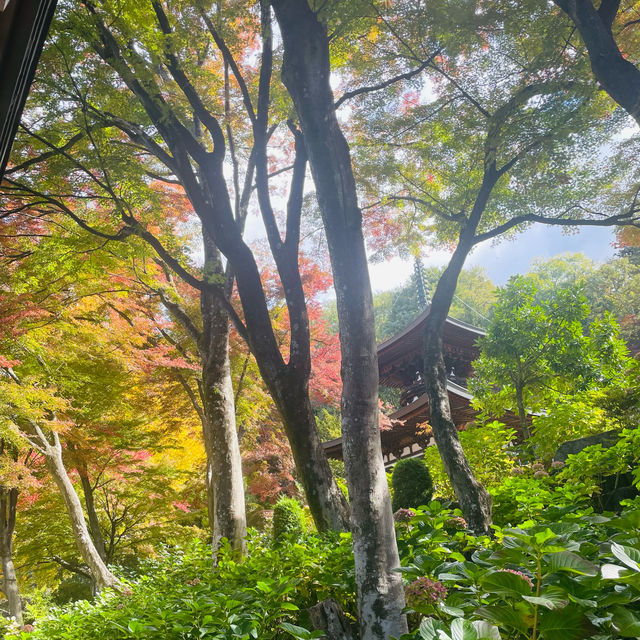 【長野県/美しい紅葉🍁と庭園を縁側から眺められるお寺】