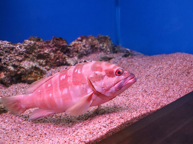 【大分県】 動物と"なかよくなる"水族館「大分マリーンパレス水族館うみたまご」🐬