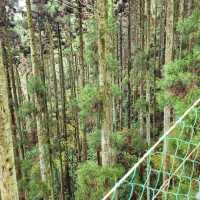 walking trail at Mt Takao