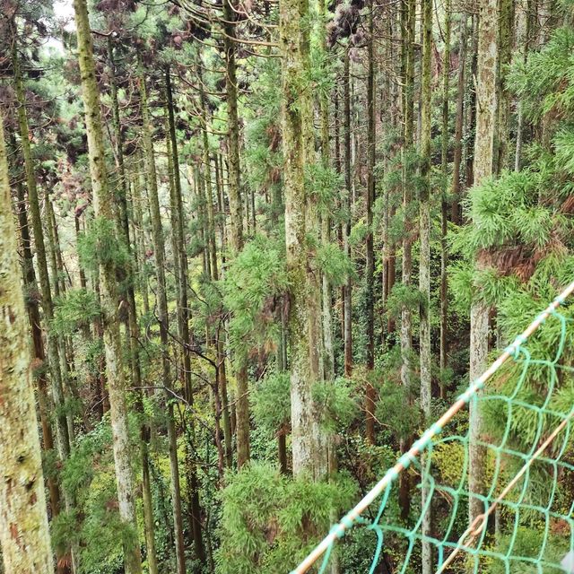 walking trail at Mt Takao