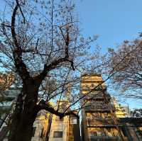 【東京】夕暮れ時の隅田公園の桜