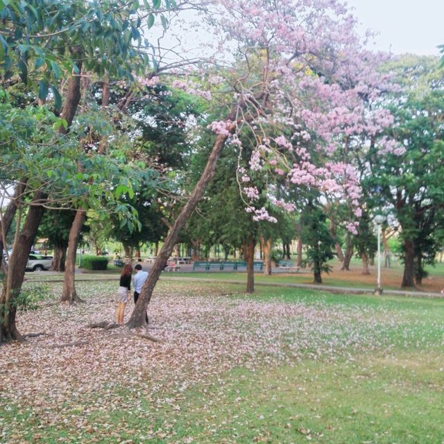 ชมพูพันธุ์ทิพย์บานที่สวนจตุจักร