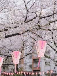 圧巻の桜が見える桜の人気スポット中目黒