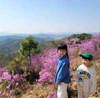 진달래 명소, 김포 가현산🌸💕