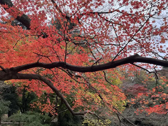 新宿御苑@新宿🍁