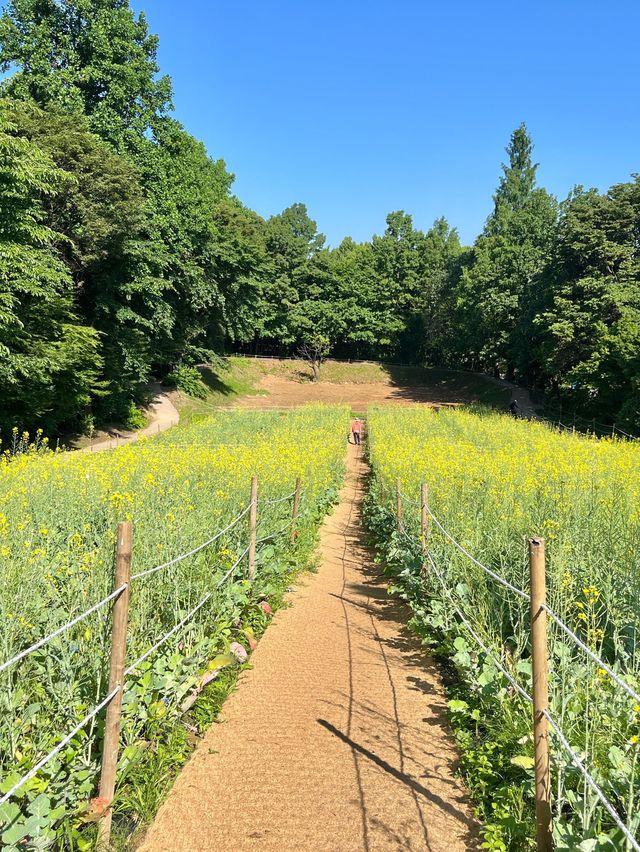 💛올림픽공원 들꽃마루 유채꽃💛