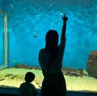 【相聚於水】台灣桃園 X Park 水族館:浸入海底奇觀