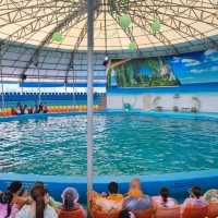 Spectacular Dolphin Show 🐬