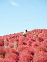 日本茨城國營常陸海濱公園：紅色波波草盛放，絕佳時機！