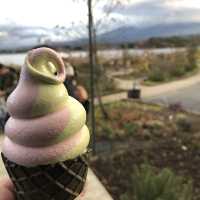 富士山 河口湖 值得一遊