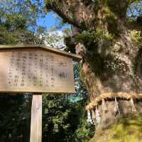 熱田神宮中的千年神樹【大楠】