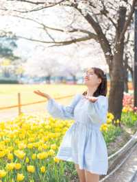지금 가면 꽃비와 튤립을 만날 수 있는 ‘연지공원’