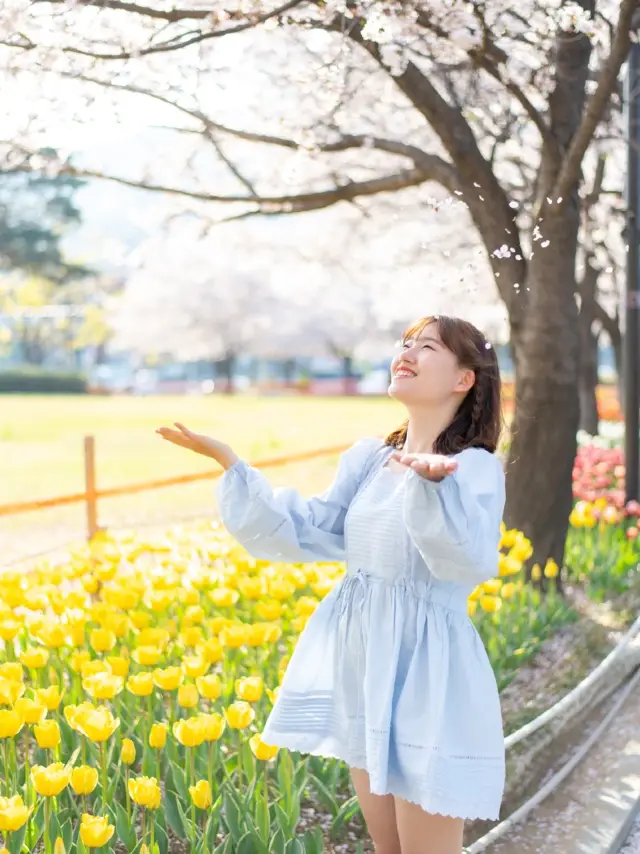 지금 가면 꽃비와 튤립을 만날 수 있는 ‘연지공원’