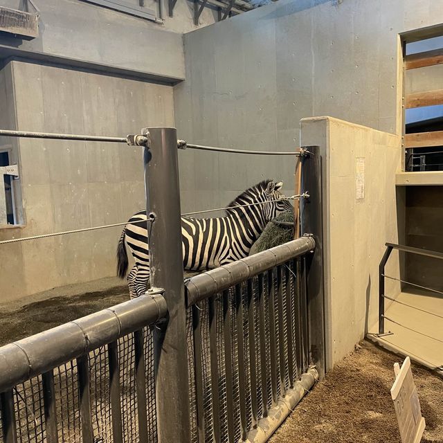 札幌市內動物園🦓🐆🦒🐅