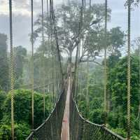 Ghanaian Gem 💎🇬🇭 | Kakum National Park 😍